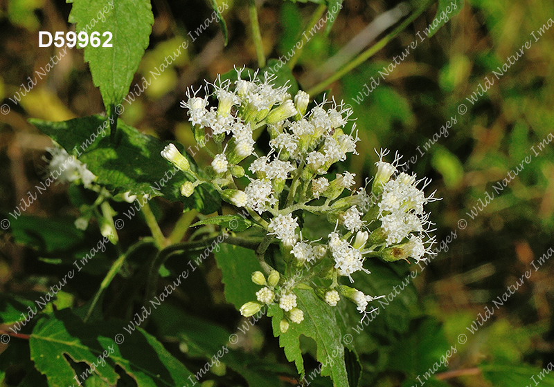 White Snakeroot (Ageratina altissima)